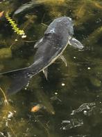 Mooie Ghost Koi Doitsu, Dieren en Toebehoren, Karper of Koi