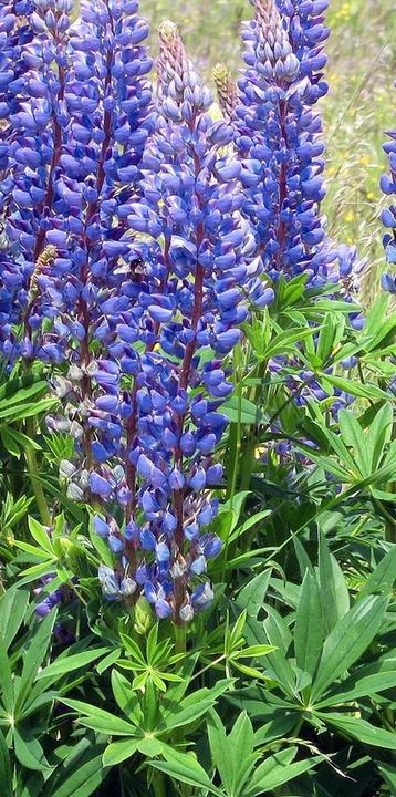 Zaden Zoete blauwe lupine beschikbaar voor biedingen