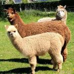Alpaca hengst te koop of ruilen, Dieren en Toebehoren, Juli, Mannelijk