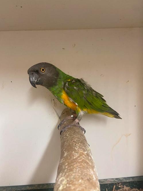 Bonte boer / pyrrhura’s ( ruilen ), Dieren en Toebehoren, Vogels | Parkieten en Papegaaien, Parkiet, Meerdere dieren, Tam, Geringd