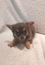 Chihuahua pups, Rabiës (hondsdolheid), Reu, 8 tot 15 weken, Meerdere