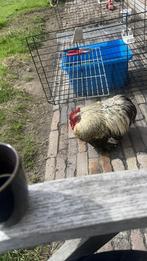Broedeieren; Bebroede bevruchte eieren van Brahma en Cochin, Ophalen, Zo goed als nieuw, Minder dan 75 cm, Minder dan 60 cm