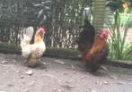 1-1 Serama krielen, Dieren en Toebehoren, Pluimvee, Meerdere dieren, Kip