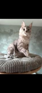 Maine Coon Katze, Dieren en Toebehoren, Katten en Kittens | Raskatten | Langhaar, Poes, Gechipt, 0 tot 2 jaar