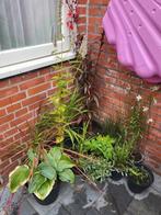 12 vaste planten, Tuin en Terras, Ophalen, Zomer, Overige soorten, Volle zon