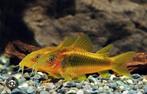 Gold lazer corydoras (15 stuks), Vis, Zoetwatervis, Schoolvis