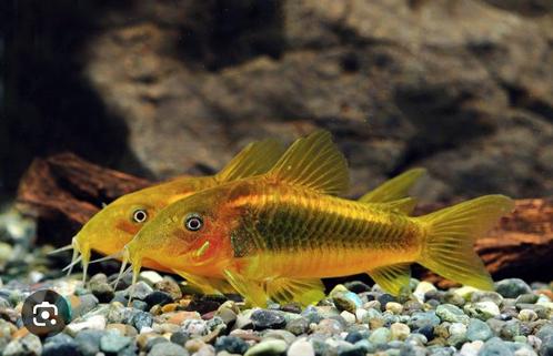 Gold lazer corydoras (15 stuks), Dieren en Toebehoren, Vissen | Aquariumvissen, Zoetwatervis, Vis, Schoolvis