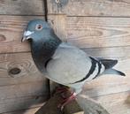 Twee duivinnen, Dieren en Toebehoren, Vrouwelijk, Postduif