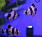 Sumatraan, Dieren en Toebehoren, Vissen | Aquariumvissen, Vis, Zoetwatervis, Schoolvis