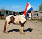 Relaxte, forse jonge tinker, Dieren en Toebehoren, Pony's, E pony (1.48m - 1.57m), 0 tot 2 jaar, Hengst, Recreatiepony