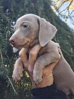 Dwerg/ kleine standaard teckels, Dieren en Toebehoren, Honden | Teckels en Dashonden, 8 tot 15 weken, Korthaar, Dwerg, CDV (hondenziekte)