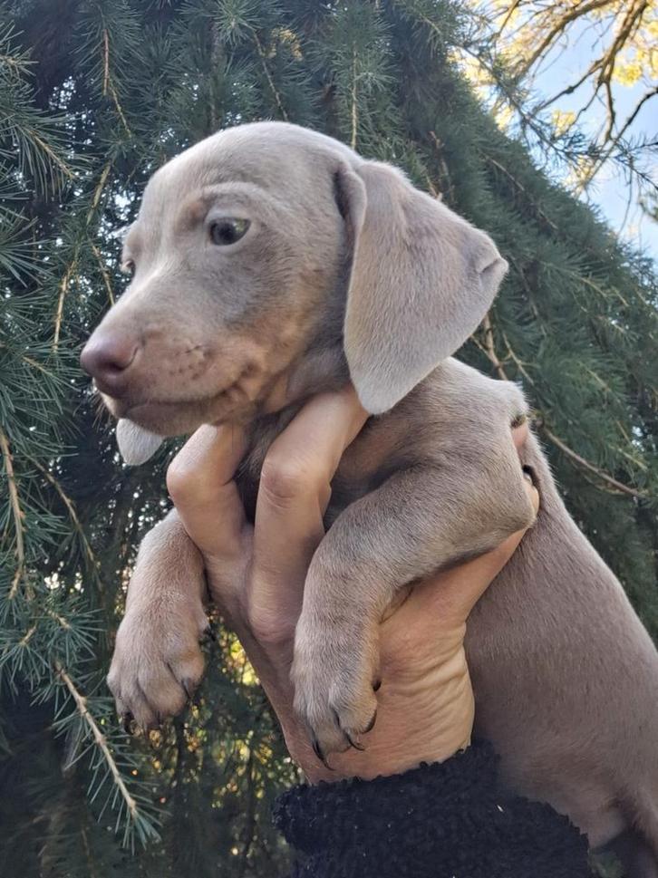 Dwerg/ kleine standaard teckels, Dieren en Toebehoren, Honden | Teckels en Dashonden, Meerdere dieren, Korthaar, Dwerg, Particulier