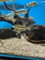 Cichla Orinocensis maat s, Dieren en Toebehoren, Vis