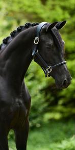 Knappe 2,5 jarige merrie, Dieren en Toebehoren, Paarden, Merrie, Gechipt, Dressuurpaard, 3 tot 6 jaar