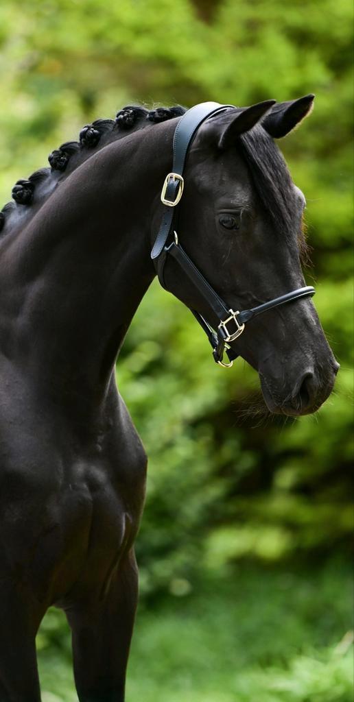 Knappe 2,5 jarige merrie, Dieren en Toebehoren, Paarden, Merrie, Onbeleerd, 165 tot 170 cm, 3 tot 6 jaar, Dressuurpaard, Met stamboom