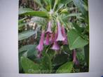 kuip plant Iochroma rosalila, Ophalen, Overige soorten, Volle zon