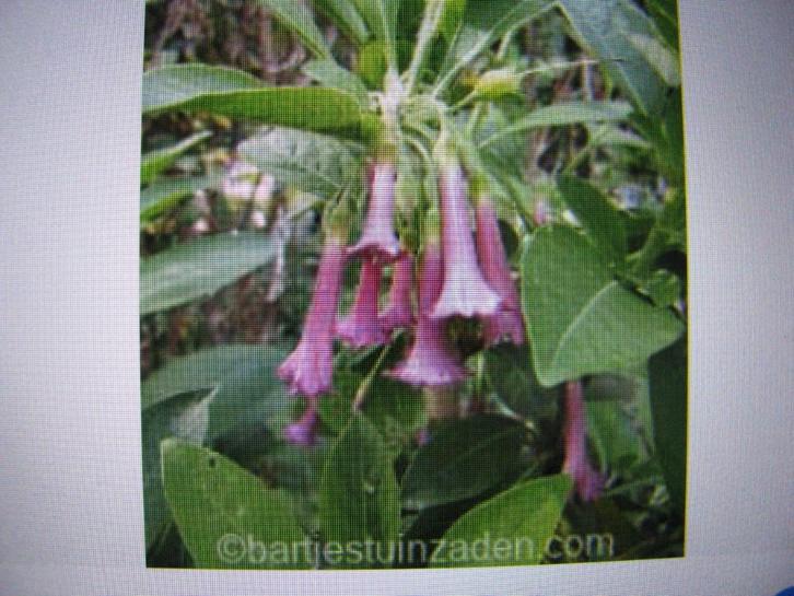 kuip plant Iochroma rosalila, Tuin en Terras, Planten | Tuinplanten, Overige soorten, Volle zon, Ophalen