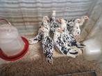 Bonte Leghorn hennen te koop., Meerdere dieren, Kip