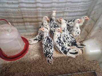 Bonte Leghorn hennen te koop. beschikbaar voor biedingen
