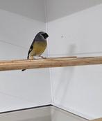 Masker goudvink mannen 2024 en 2023, Dieren en Toebehoren, Vogels | Overige Vogels, Mannelijk, Wildzangvogel, Geringd