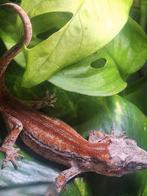 Rode gargoyle gekko, Dieren en Toebehoren, Reptielen en Amfibieën