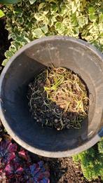 Blauwe druif., Ophalen of Verzenden, Volle zon