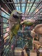Jonge Derbyan Parkiet | Handtam | Rustig, Dieren en Toebehoren, Vogels | Parkieten en Papegaaien, Meerdere dieren, Papegaai, Pratend