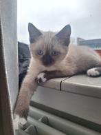 kitten, Poes, 0 tot 2 jaar