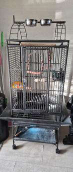 Te koop papegaaien kooi, Dieren en Toebehoren, Vogels | Parkieten en Papegaaien, Mannelijk, Papegaai