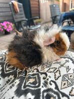 Jong cavia mannetje (alpaca x peruvian), Dieren en Toebehoren, Knaagdieren, Juni, Mannelijk, Cavia