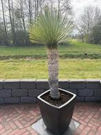 Yucca Rostrata, Tuin en Terras, Planten | Bomen, Overige soorten, 100 tot 250 cm, Zomer, Ophalen