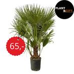 ACTIE! Palm Trachycarpus Fortunei en Chamaerops palm, Verzenden, Overige soorten, Halfschaduw