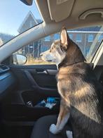 Oppas gezocht voor onze hond storm, Dieren en Toebehoren, 15 weken tot 1 jaar, Reu, Groot, Eén hond