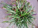 Liriope, Tuin en Terras, Planten | Tuinplanten, Ophalen, Volle zon, Vaste plant, Siergrassen