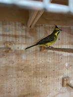 Groene kardinaal man en blauwe bisschop man., Mannelijk