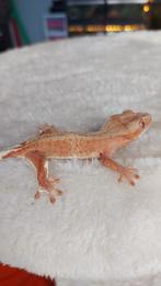 0.1 Poss Hypo wimpergekko te koop, Dieren en Toebehoren, Reptielen en Amfibieën, Hagedis, Tam, 0 tot 2 jaar