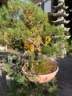 Oude 2-Stam Bonsai pinus silvestris, Tuin en Terras, Bloeit niet, Overige soorten, Minder dan 100 cm, Ophalen