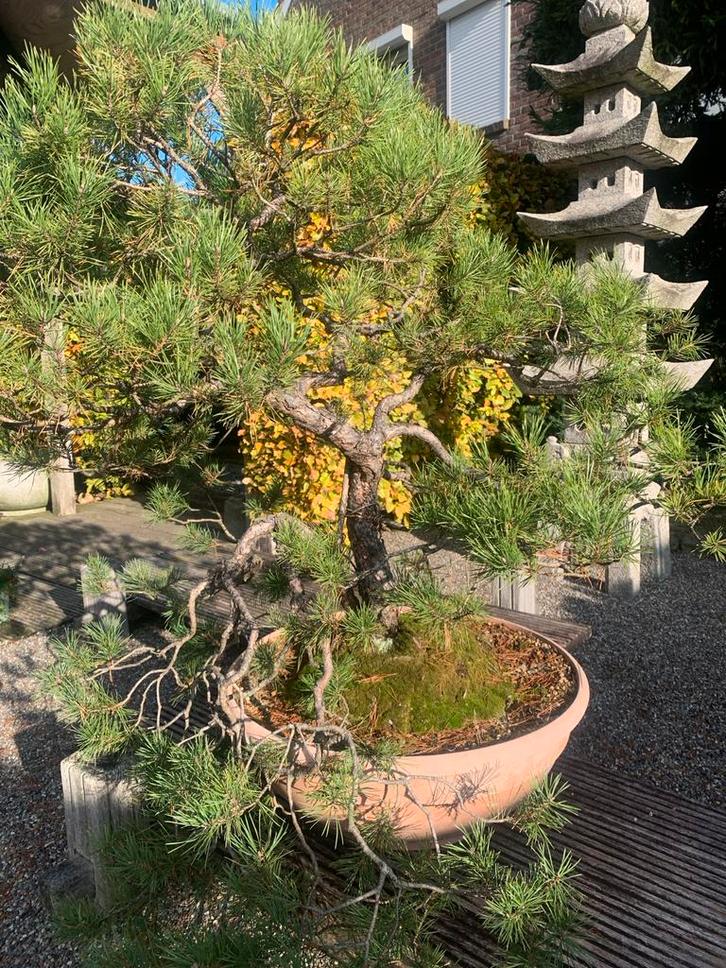 Oude 2-Stam Bonsai pinus silvestris, Tuin en Terras, Planten | Bomen, Overige soorten, Minder dan 100 cm, Volle zon, Bloeit niet