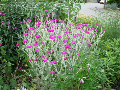 prikneus, Tuin en Terras, Planten | Tuinplanten, Overige soorten, Volle zon, Zomer, Ophalen