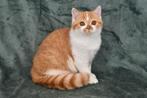 Darian – Cinnamon Carrier British Shorthair Boy (d 03), Poes, Gechipt, 0 tot 2 jaar
