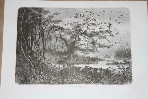 Antieke gravure - Oevers rivier Zambezi (Afrika)  - 1872 !!, Antiek en Kunst, Kunst | Etsen en Gravures, Ophalen of Verzenden