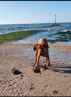 Vizsla reu beschikbaar voor dekking, Particulier, Reu, 1 tot 2 jaar, Buitenland