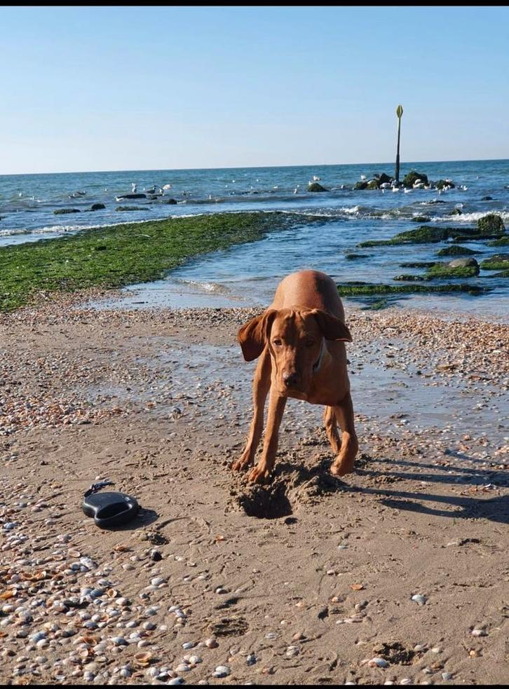 Vizsla reu beschikbaar voor dekking, Dieren en Toebehoren, Honden | Dekreuen, Reu, Particulier, Eén hond, Buitenland, 1 tot 2 jaar