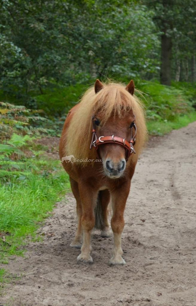 Kaptoom Marjoman Viena Fine kaptoom shetty, Dieren en Toebehoren, Paarden en Pony's | Hoofdstellen en Tuigage, Zo goed als nieuw