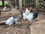 18 Wyandotte kriel hennen en 2 hanen, Dieren en Toebehoren, Meerdere dieren, Kip