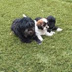 Super mooie boomer pups. maltezer maal shih tzu, Overige rassen, 8 tot 15 weken, CDV (hondenziekte), Meerdere