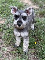 Dwergschnauzer pup, Rabiës (hondsdolheid), 15 weken tot 1 jaar, Overige rassen, Teef