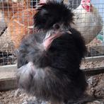 Usa zijdehoen hennen, Dieren en Toebehoren, Vrouwelijk, Kip