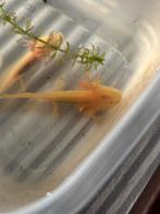 Axolotl’s, Dieren en Toebehoren, Overige typen
