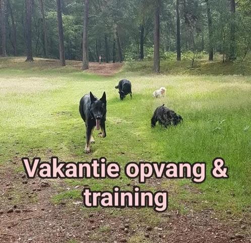 Hondentraining en Hondenopvang, Diensten en Vakmensen, Dieren | Honden | Verzorging, Oppas en Les, Particuliere oppas, Pension of Dagopvang